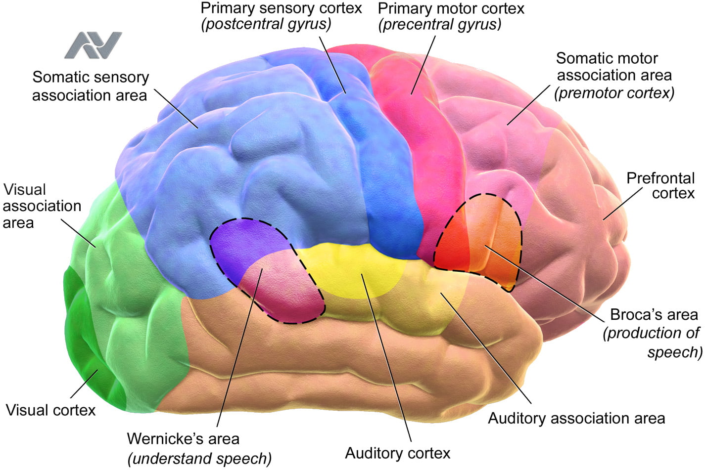 Understanding The Human Brains For Artificial Intelligence Ashutosh Viramgama 5255